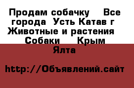 Продам собачку  - Все города, Усть-Катав г. Животные и растения » Собаки   . Крым,Ялта